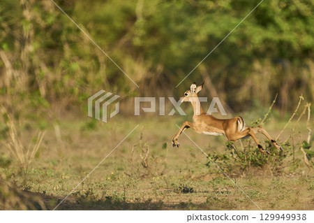 Young Impala in South Luangwa National Park 129949938