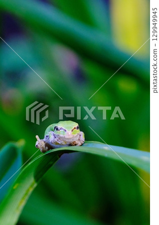 Good job tree frog (vertical) 129949945
