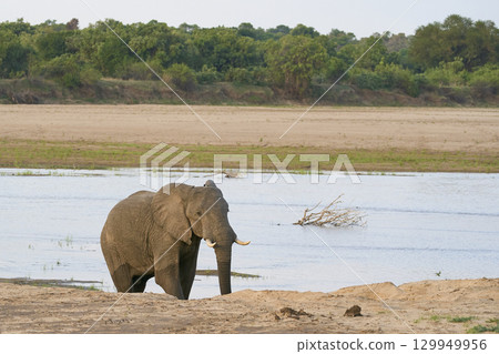 Bull African Elephants at the Luangwa River Bull African Elephants at the Luangwa River 129949956