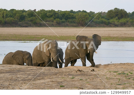 Bull African Elephants at the Luangwa River 129949957