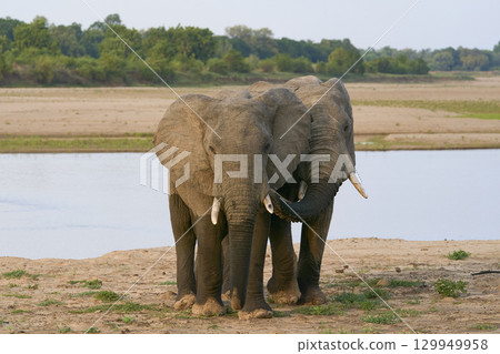 Bull African Elephants at the Luangwa River Bull African Elephants at the Luangwa River 129949958