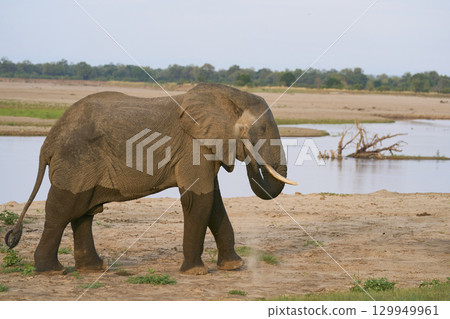 Bull African Elephants at the Luangwa River Bull African Elephants at the Luangwa River 129949961