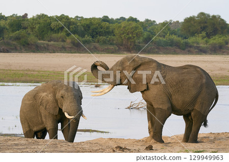 Bull African Elephants at the Luangwa River Bull African Elephants at the Luangwa River 129949963