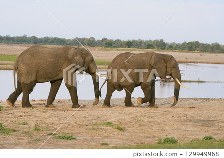 Bull African Elephants at the Luangwa River Bull African Elephants at the Luangwa River 129949968
