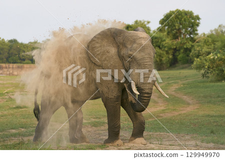 Bull African Elephants at the Luangwa River 129949970
