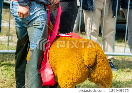 Winning Sheep at the Meenacross Agricultural Show in Ireland 129949975