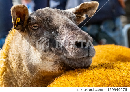 Sheep at the Meenacross Agricultural Show in Ireland 129949976