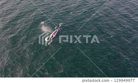 Aerial view of fin whale, Balaenoptera physalus, feeding in Donegal Bay, Ireland 129949977