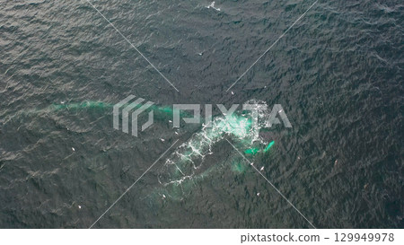 Humpback Whales, Megaptera novaeangliae, Bubble-Net feeding in Donegal Bay, Ireland Humpback Whales, Megaptera novaeangliae, Bubble-Net feeding in Donegal Bay, Ireland 129949978