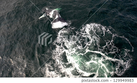 Humpback Whales, Megaptera novaeangliae, blowing and making a big splash with his fluke in Donegal Bay, Ireland 129949983
