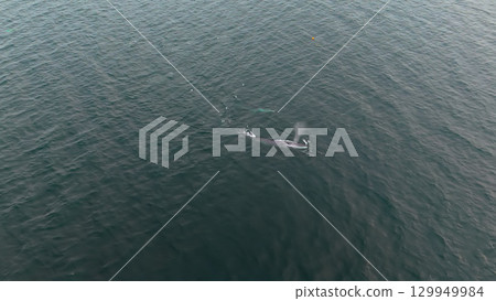 Aerial view of two fin whales, Balaenoptera physalus, hunting in Donegal Bay, Ireland 129949984