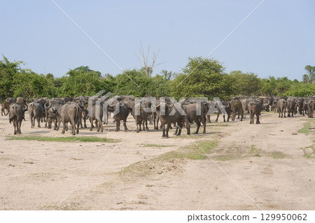 Large herd of African Buffalo 129950062