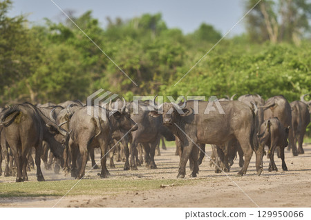 Large herd of African Buffalo Large herd of African Buffalo 129950066