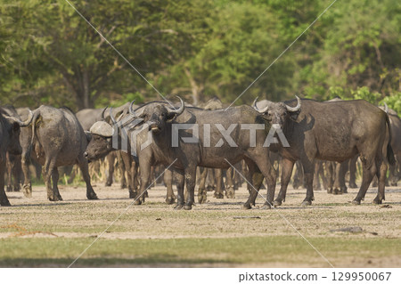 Large herd of African Buffalo 129950067