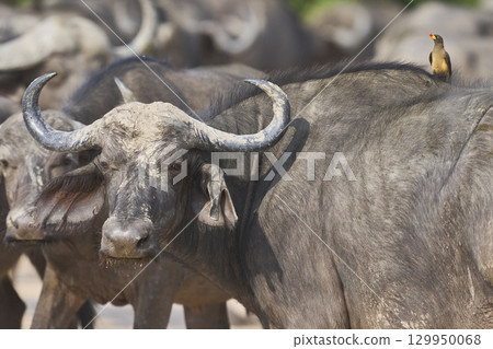 Large herd of African Buffalo Large herd of African Buffalo 129950068