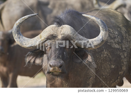 Large herd of African Buffalo 129950069