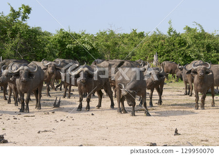 Large herd of African Buffalo 129950070