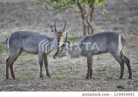 Waterbuck in South Luangwa National Park 129950091