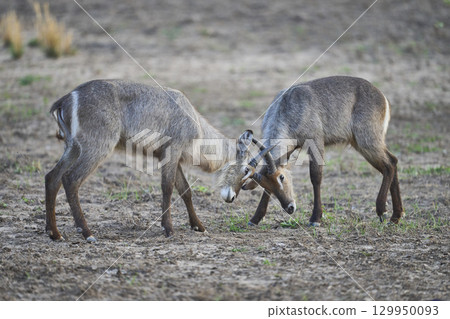 Waterbuck in South Luangwa National Park 129950093