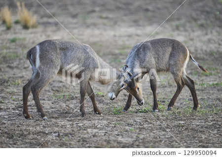 Waterbuck in South Luangwa National Park Waterbuck in South Luangwa National Park 129950094