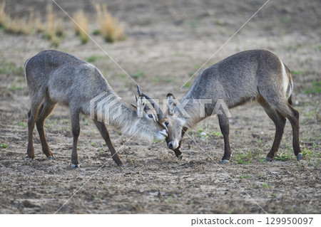Waterbuck in South Luangwa National Park Waterbuck in South Luangwa National Park 129950097