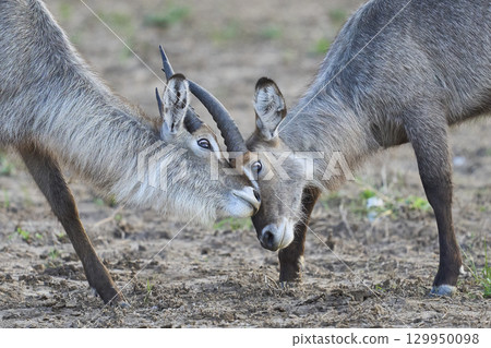 Waterbuck in South Luangwa National Park Waterbuck in South Luangwa National Park 129950098