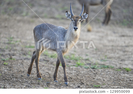 Waterbuck in South Luangwa National Park Waterbuck in South Luangwa National Park 129950099