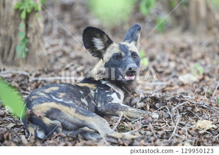African Wild Dog African Wild Dog 129950123