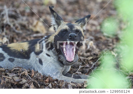 African Wild Dog African Wild Dog 129950124