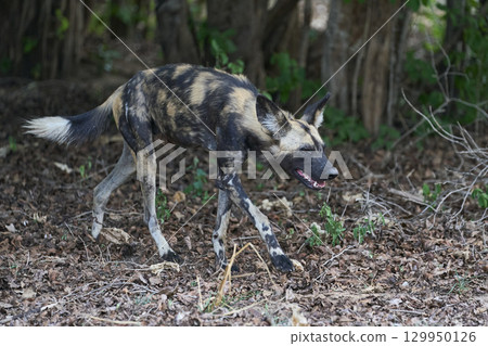 African Wild Dog 129950126