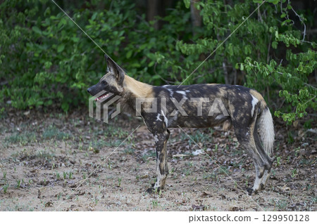 African Wild Dog African Wild Dog 129950128