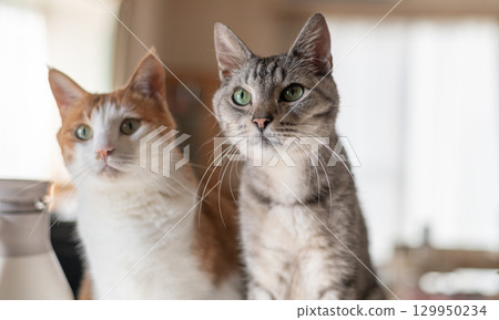 Two cats gazing side by side Two cats gazing side by side 129950234