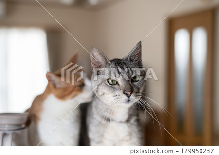 兩隻貓並肩凝視 兩隻貓並肩凝視 129950237
