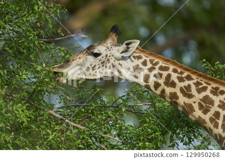 Thornicroft giraffe in South Luangwa National Park 129950268