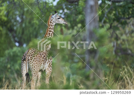 Thornicroft giraffe in South Luangwa National Park 129950269