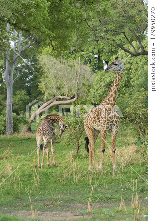 Thornicroft giraffe in South Luangwa National Park 129950270