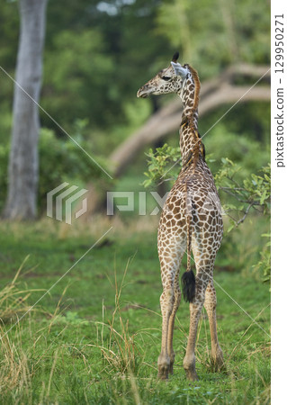 Thornicroft giraffe in South Luangwa National Park 129950271