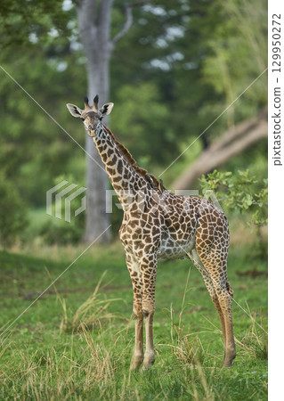 Thornicroft giraffe in South Luangwa National Park 129950272