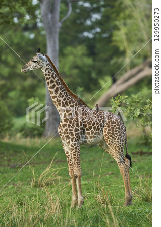 Thornicroft giraffe in South Luangwa National Park 129950273