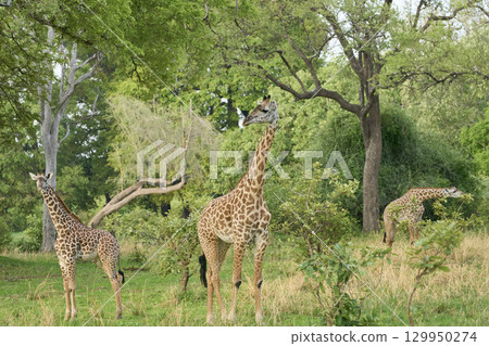 Thornicroft giraffe in South Luangwa National Park 129950274