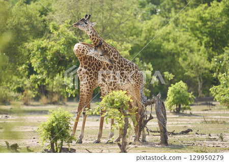 Thornicroft giraffe play fighting Thornicroft giraffe play fighting 129950279