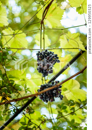Clusters of ripe grapes hanging from a vine with green leaves 129950325