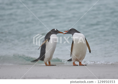 Gentoo Penguins interacting Gentoo Penguins interacting 129950353