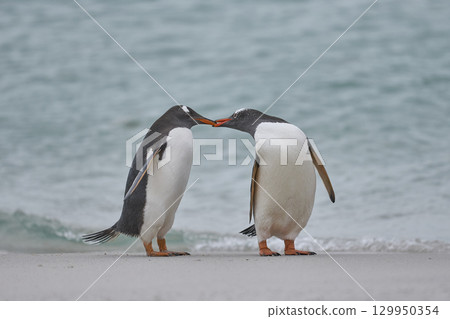 Gentoo Penguins interacting Gentoo Penguins interacting 129950354