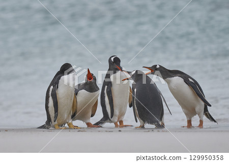 Gentoo Penguins interacting Gentoo Penguins interacting 129950358