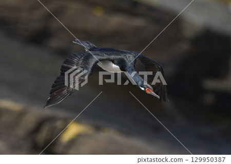 Rock Shag in flight  129950387