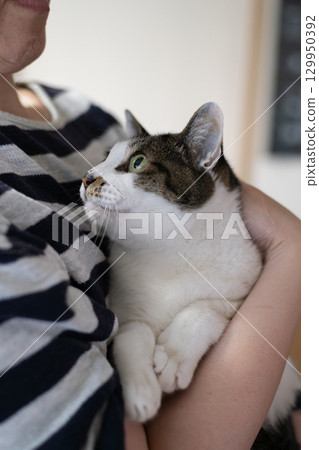 Kijitora cat hugging a cat 129950392