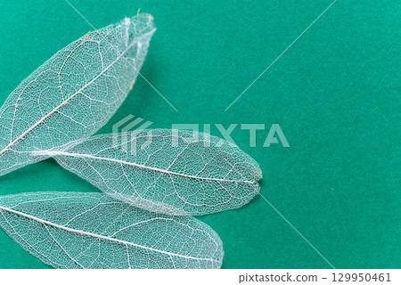 Beautiful white veins on a green background Skeleton leaf 129950461