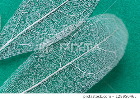 Beautiful white veins on a green background Skeleton leaf 129950463