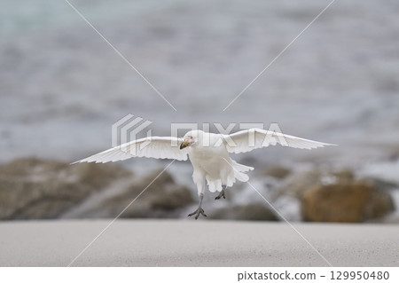 Pale-faced Sheathbill landing Pale-faced Sheathbill landing 129950480